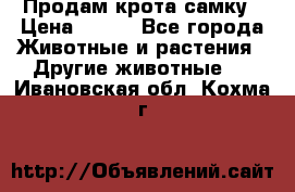 Продам крота самку › Цена ­ 200 - Все города Животные и растения » Другие животные   . Ивановская обл.,Кохма г.